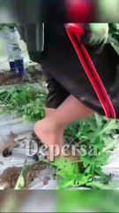 Revolutionizing Farming: Discover the Latest Techniques in Agriculture 🚜