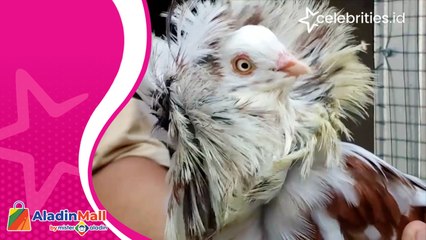 Raup Untung dari Budidaya Merpati Kipas