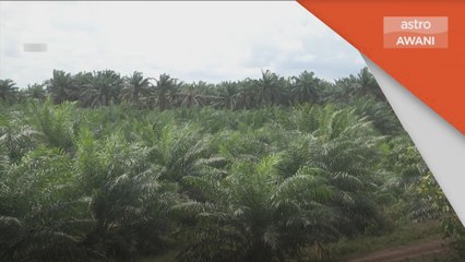 Kelapa Sawit | Pemilik ladang disaran terokai penggunaan automasi