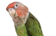 Police find parrot after smashing door looking for elderly woman