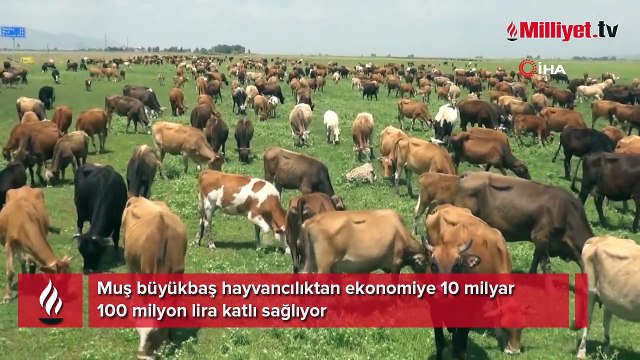 Muş büyükbaş hayvancılıktan ekonomiye 10 milyar 100 milyon lira katlı sağlıyor