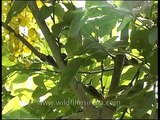 Cicadas spraying honey due from sap of Cassia tree!
