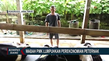 Télécharger la video: Perekonomian Peternak Lumpuh Akibat Wabah PMK, Peternak Berharap Bank Beri Keringanan Beban Utang