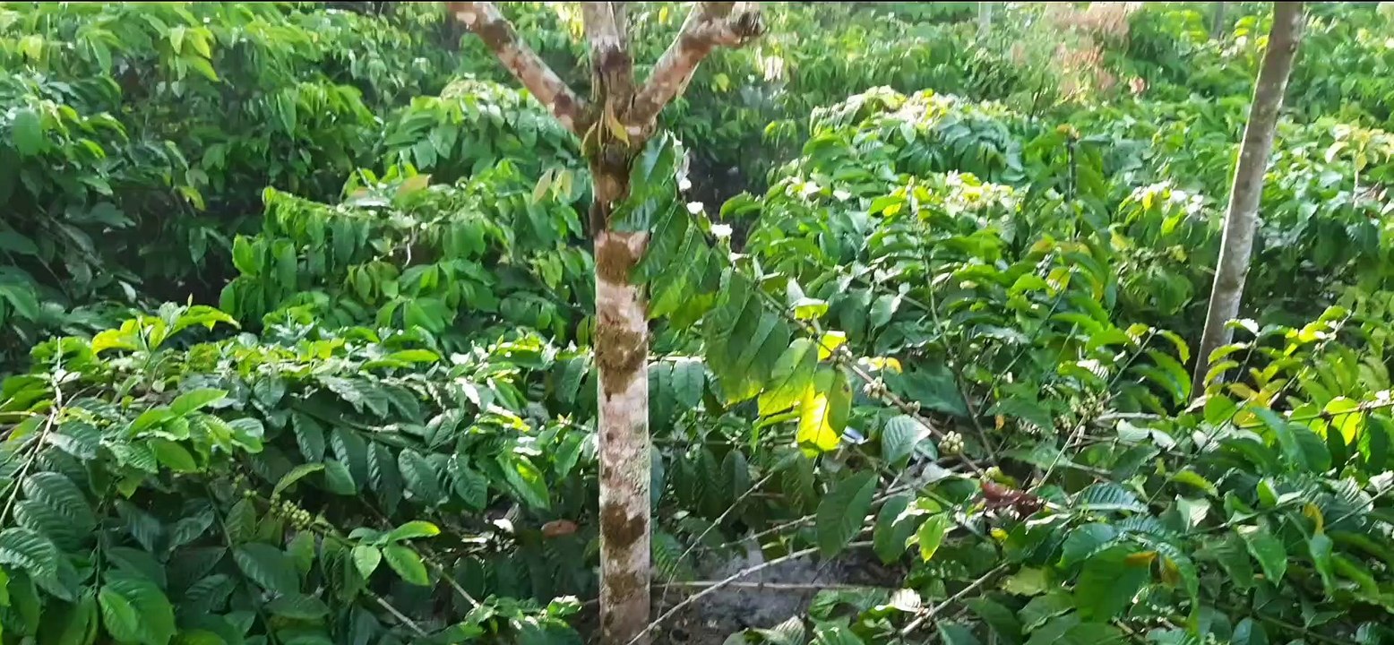 Sinar matahari hari, dipagi