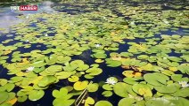 Işıklı Gölü'nün üzeri nilüferlerle kaplandı