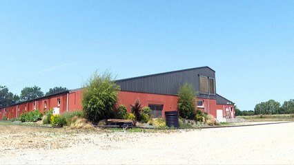 Canicule: en Bretagne, les éleveurs font tout pour rafraîchir leurs bêtes