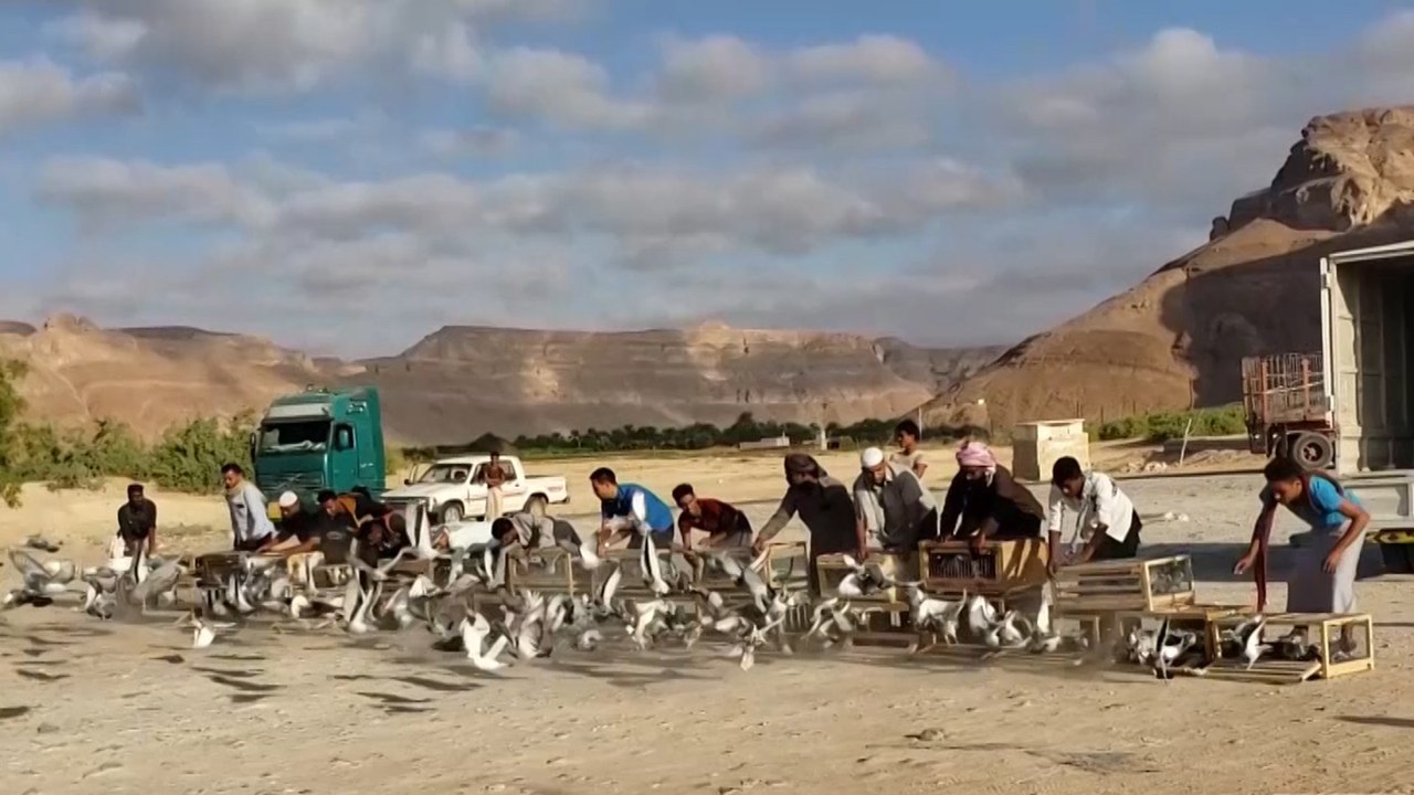 انتشار هواية تربية الحمام الزاجل في مدينة تريم في اليمن