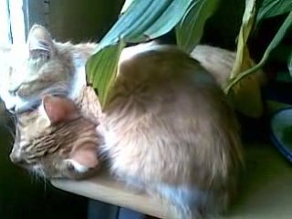 deux chatous  qui sont amis