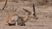 Iraqi gazelles are starving to death