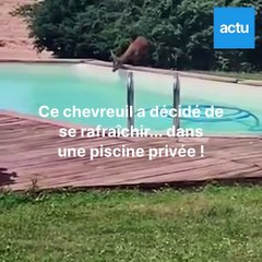 En pleine canicule, ce chevreuil s'offre un plongeon dans une piscine privée