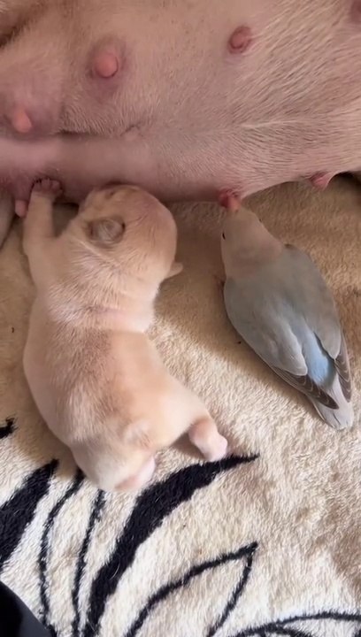 Funny Cats