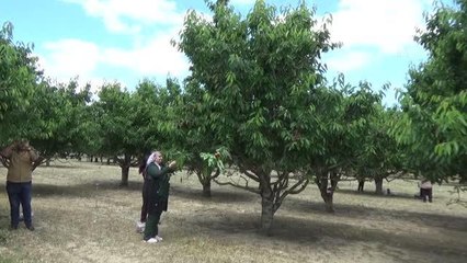 26 dönüm araziden vatandaşlar ücretsiz kiraz topluyor