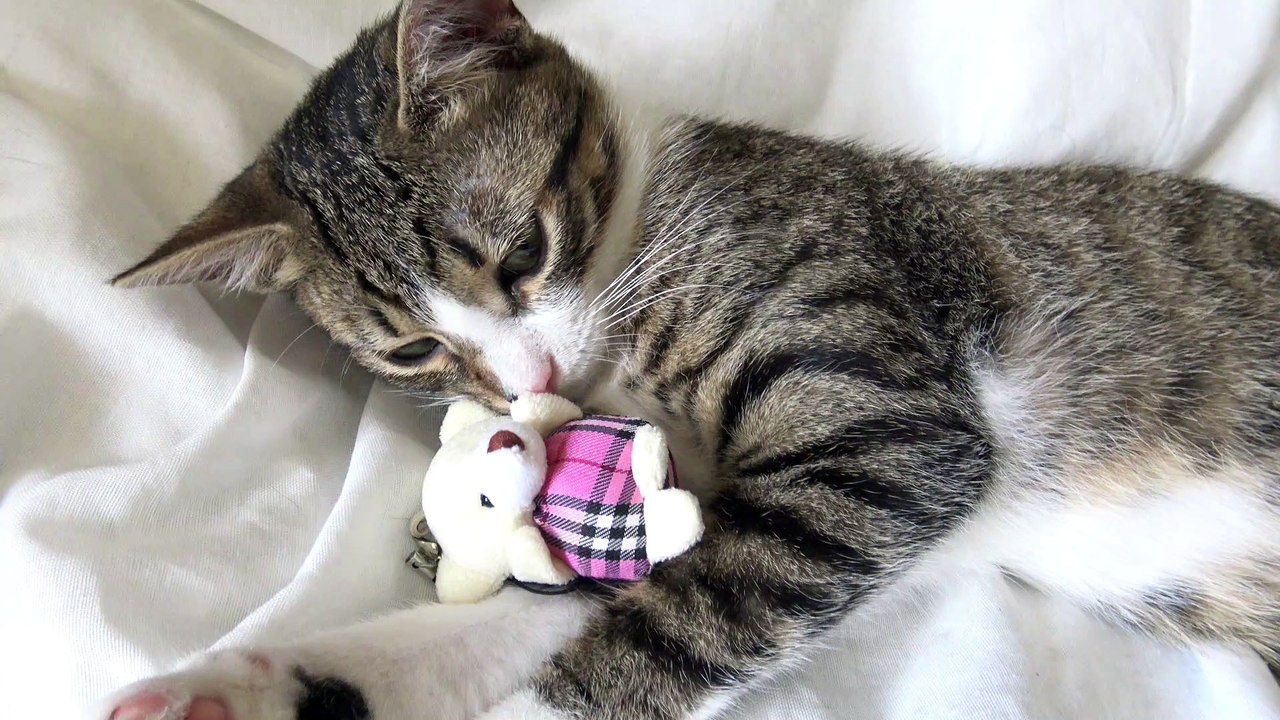 Adorable Little Cat Plays and Falls Asleep video Dailymotion