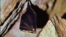 Faune cavernicole