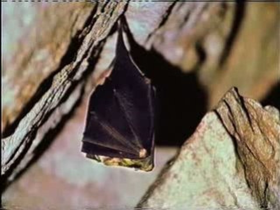 Faune cavernicole
