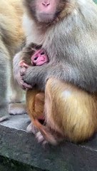 Little monkey is so cute 13