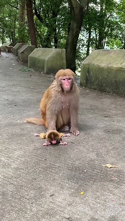 Poor baby monkey