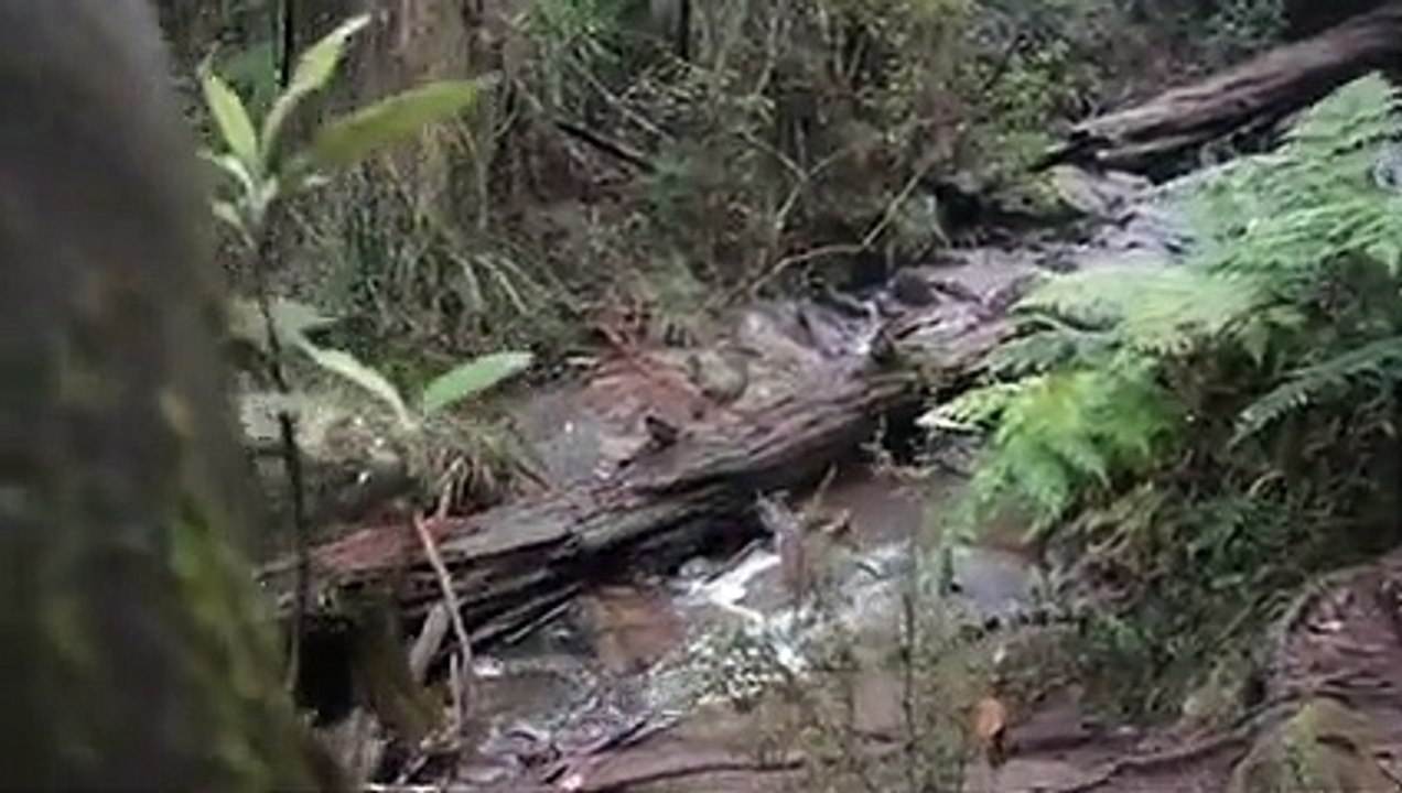 Hijau