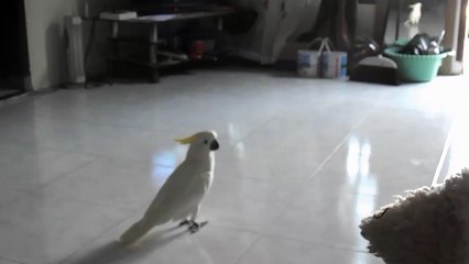 BURUNG KAKAK TUA