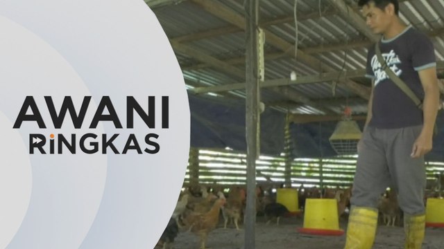 AWANI Ringkas: RM200 juta subsidi dibayar kepada penternak