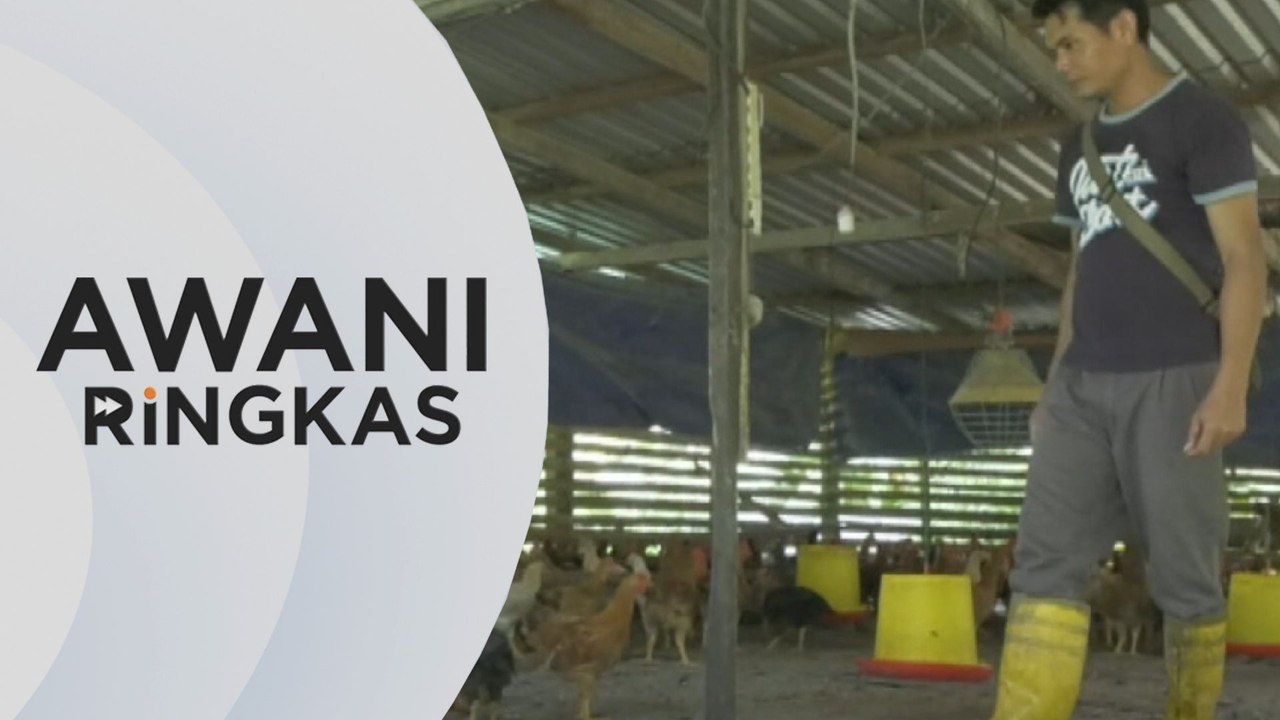 AWANI Ringkas: RM200 juta subsidi dibayar kepada penternak
