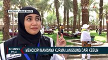 Jemaah Haji Indonesia Berburu Kurma di Madinah, Bebas Cicipi Berbagai Jenis Kurma di Kebun Sepuasnya
