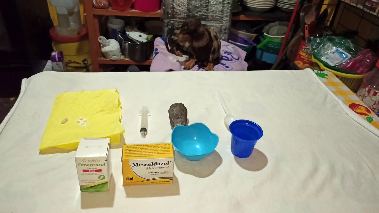 Cómo curar gastritis en perros