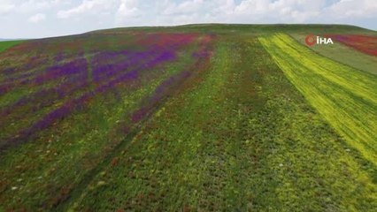 Kars'ta rengarenk açan çiçekler görenleri büyülüyor