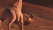 Intense Battle Between Lioness _ Giraffe Over Her Newborn Baby - Giraffe Save Baby From Lion