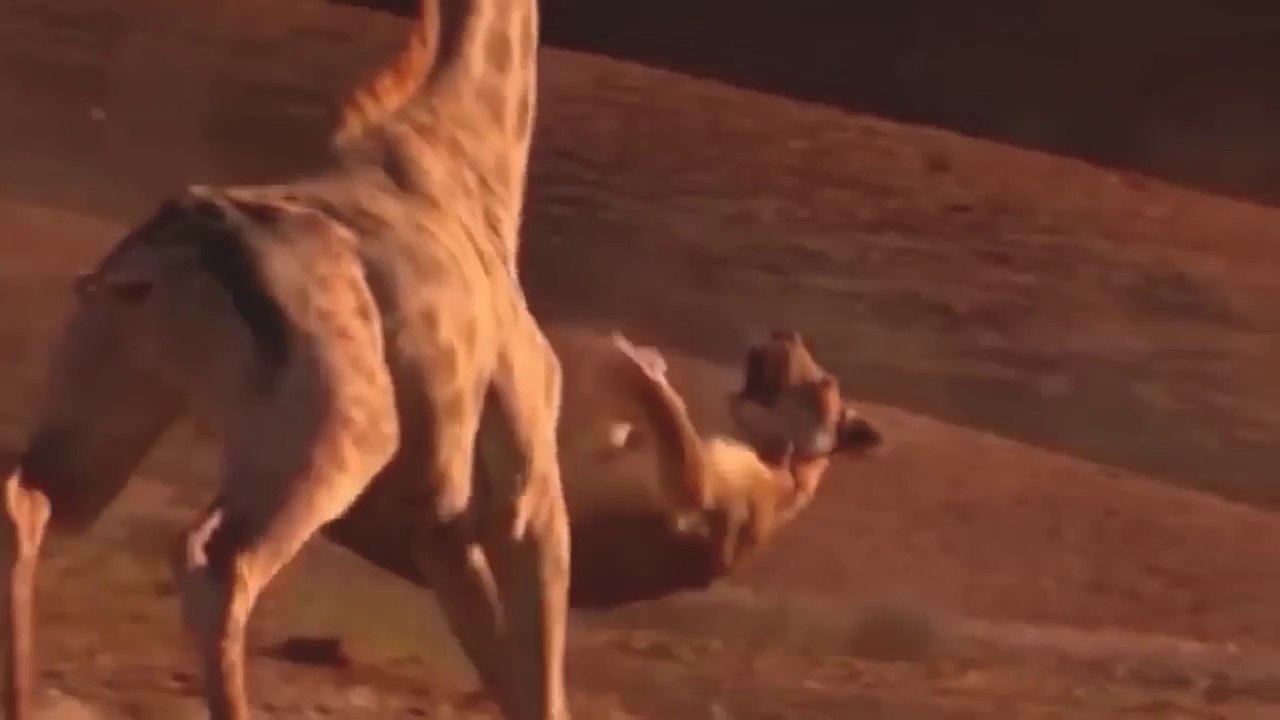 Intense Battle Between Lioness _ Giraffe Over Her Newborn Baby - Giraffe Save Baby From Lion