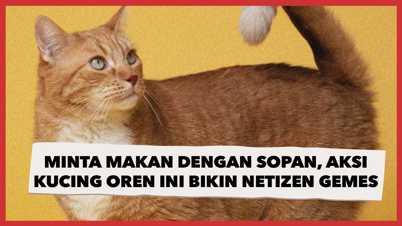 Kucing Oren Minta Makan dengan Sopan Sampai Berdiri, Bikin Netizen Gemes