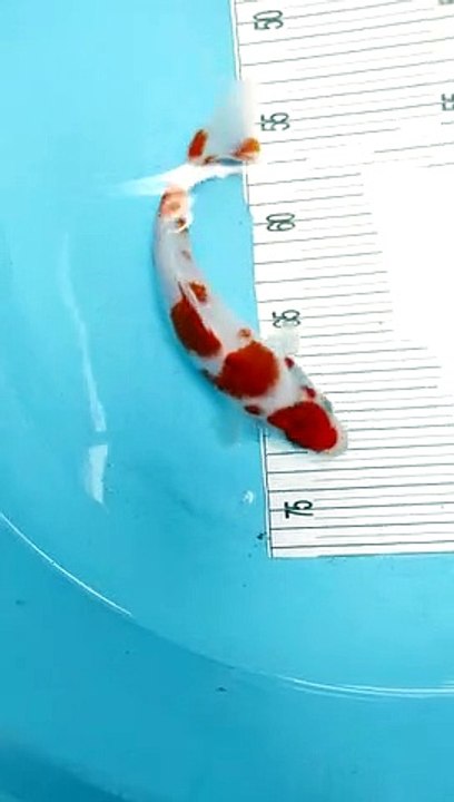Ikan Koi 22 cm