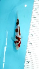 Ikan Koi 21 cm