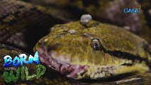 Doc Ferds rescues reticulated pythons infested with ticks | Born to be Wild