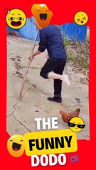 Chicken teasing the owner #animals #shorts #chicken