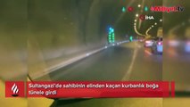 Sultangazi’de sahibinin elinden kaçan kurbanlık boğa tünele girdi