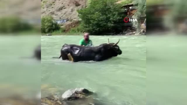 Güreşlere hazırladığı 600 kilogramlık boğasını Çoruh Nehri'nde yıkıyor