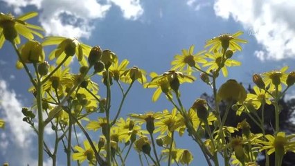 Yağışların ardından "dev mantar" bereketi