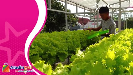 Raup Rupiah dari Atap Rumah Tanam Sayuran Sistem Hidroponik