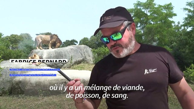 Canicule: au parc zoologique de Paris, des glaces pour les animaux