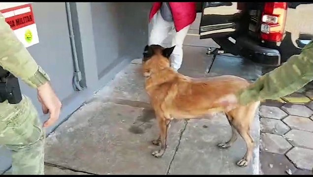 Mulheres são detidas pelo BPFron com grande quantidade de cocaína na BR-277