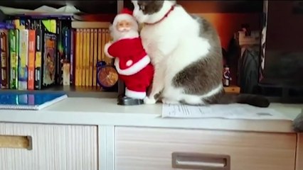 FUNNY CAT MEMES COMPILATION OF 2022 PART 5