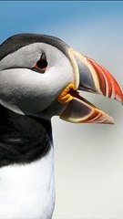 اغرب واجمل طائر هتشوفه ف حياتك ♥️ | The most beautiful bird you will see in your life