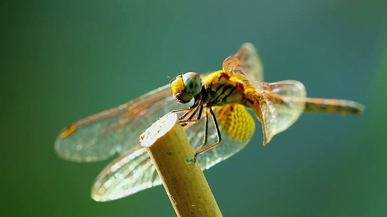 Dragonfly  Beautiful Nature and Scenic Landscapes
