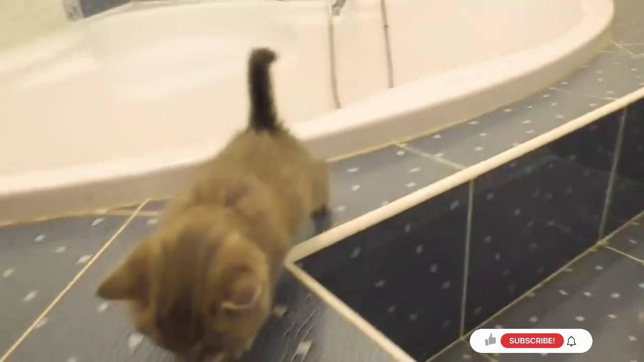 funny animals videos 2022