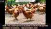 How fowl! Bird flu rise is blamed on trend for keeping chickens in gardens - 1breakingnews.com