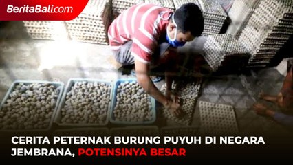 Cerita Peternak Burung Puyuh di Negara Jembrana, Potensinya Besar