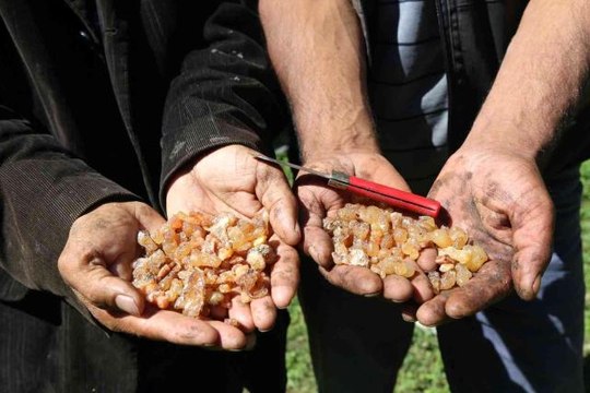 Kanser hastası eşinin tedavisi için sakız toplayıp satıyor: Kilosu bin lira olan çam sakızının fiyatı altınla yarışıyor