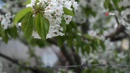 Uzmanlardan, havaların ısınmasıyla birlikte artan polen alerjisine karşı uyarı