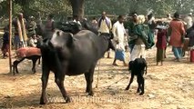 Sonepur cattle fair - the biggest livestock event in Asia!
